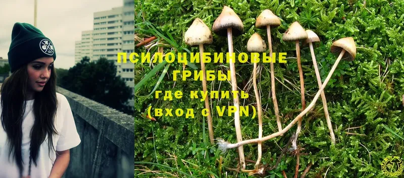 KRAKEN   Апатиты  Псилоцибиновые грибы Psilocybe 